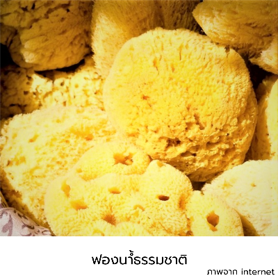 ฟองน้ำธรรมชาติ